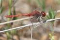 J17_3371 Diplacodes bipunctata male